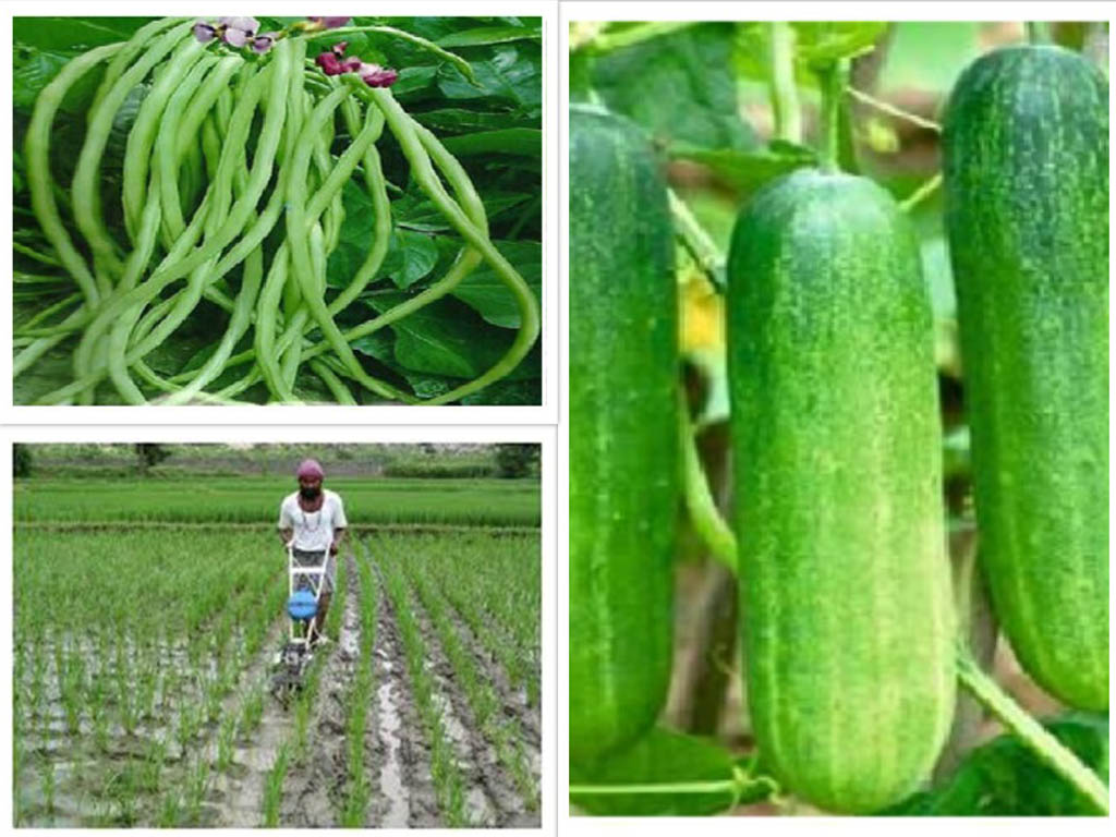 Livelihood